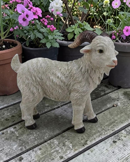 Goatbilly