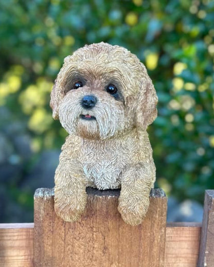 Cavoodle