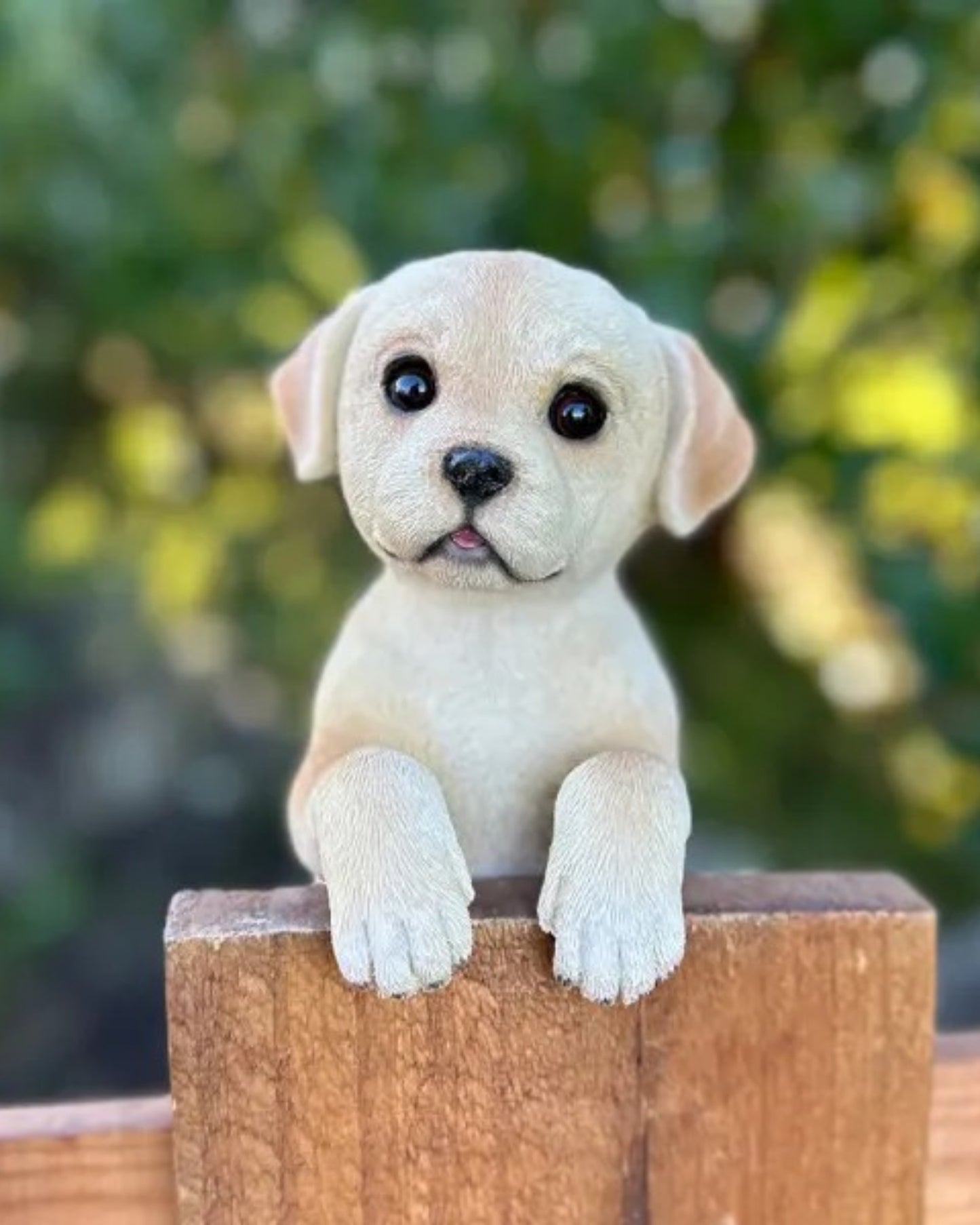 Labrador Medium