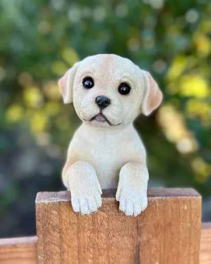 Labrador Medium