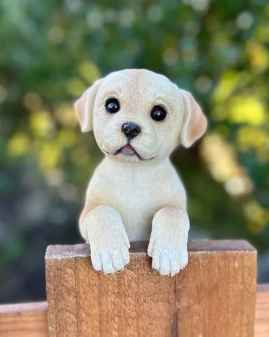 Labrador Medium