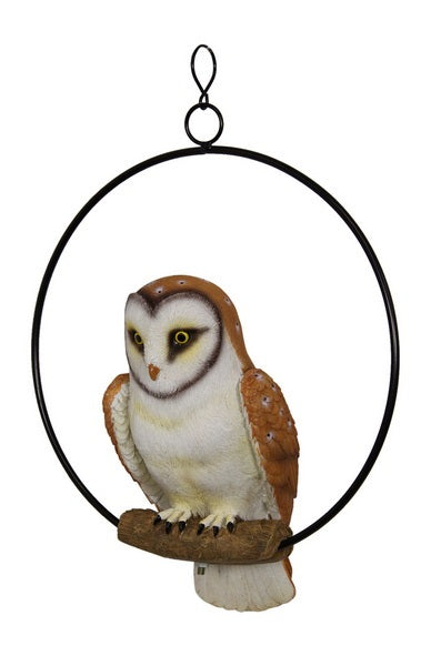Barn Owl in Ring
