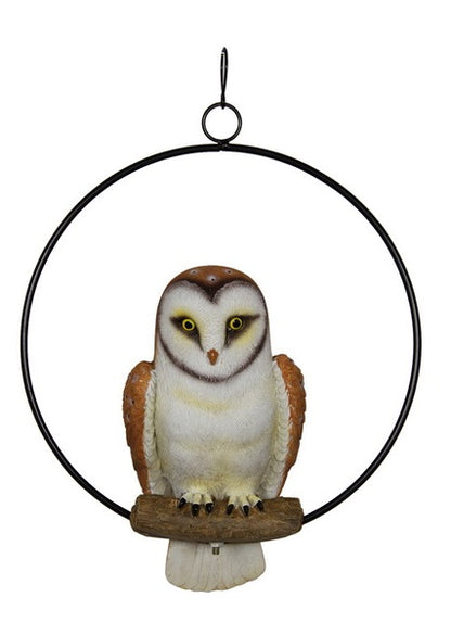 Barn Owl in Ring