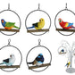 Birds in Rings hanging