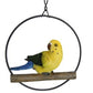 Birds in Rings hanging