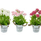 Chrysanthemum in Pot