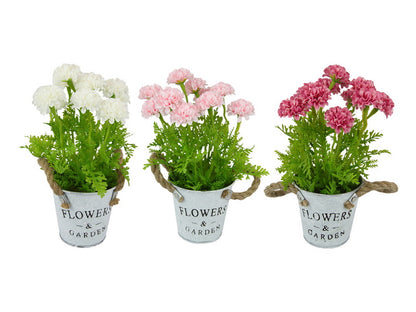 Chrysanthemum in Pot