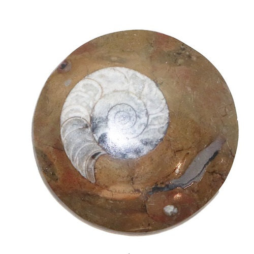 Goniatite Fossil Round