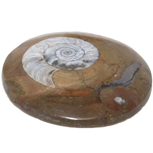 Goniatite Fossil Round