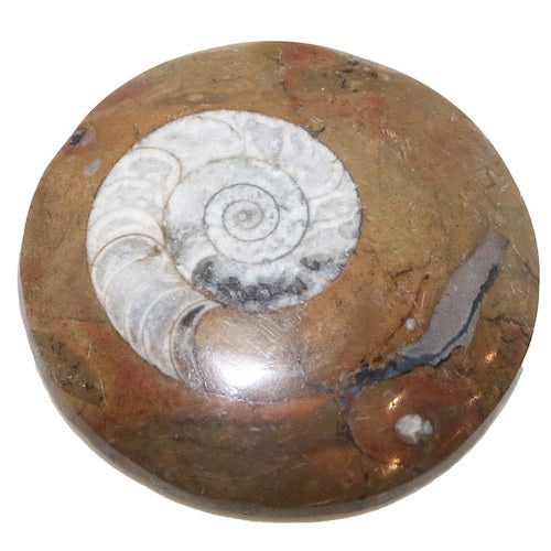 Goniatite Fossil Round