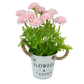 Chrysanthemum in Pot