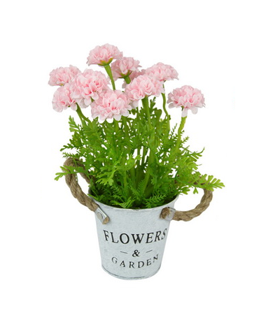 Chrysanthemum in Pot