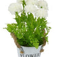 Chrysanthemum in Pot