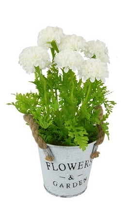 Chrysanthemum in Pot